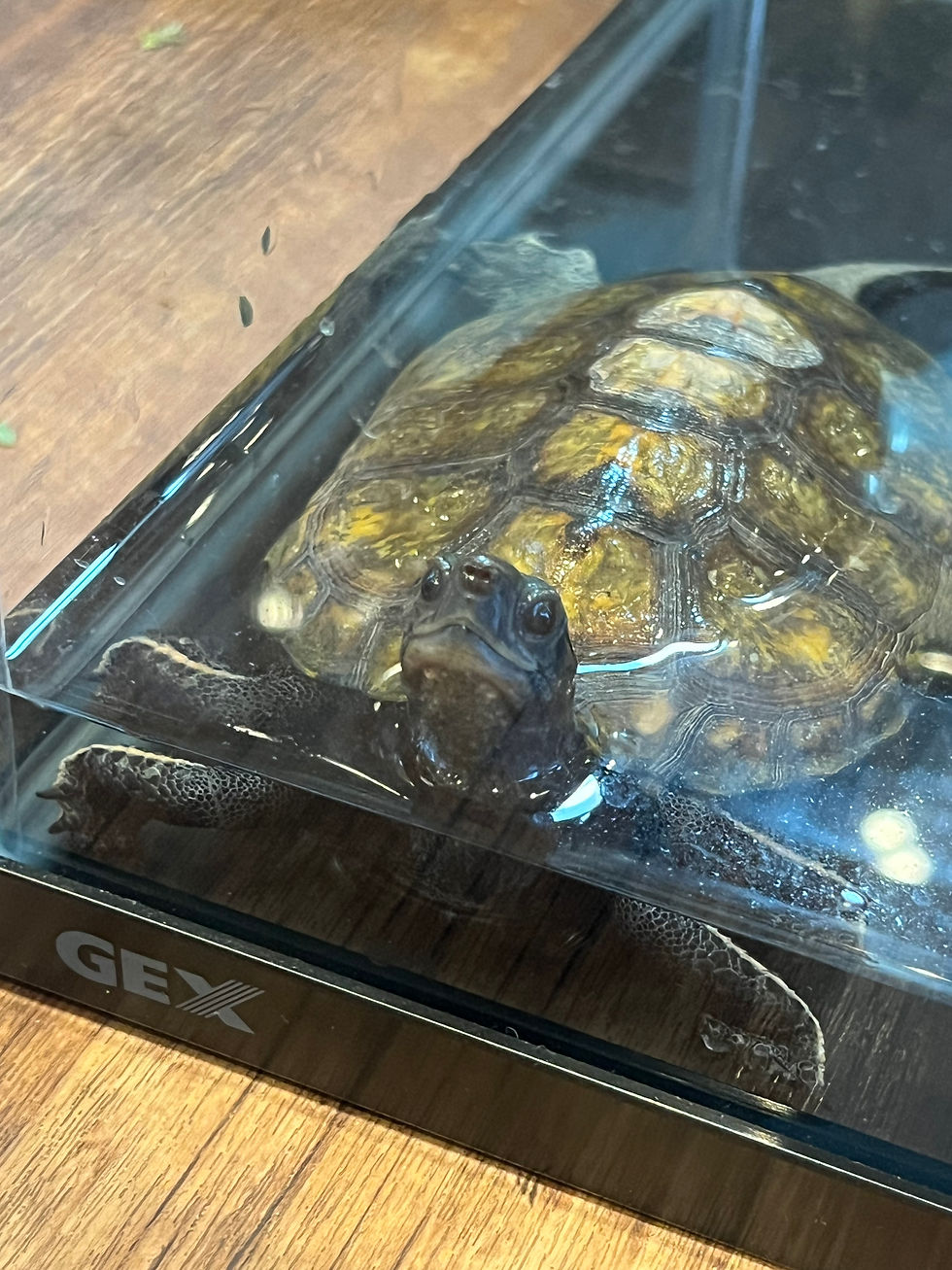 サムネイル： ニホンイシガメ　