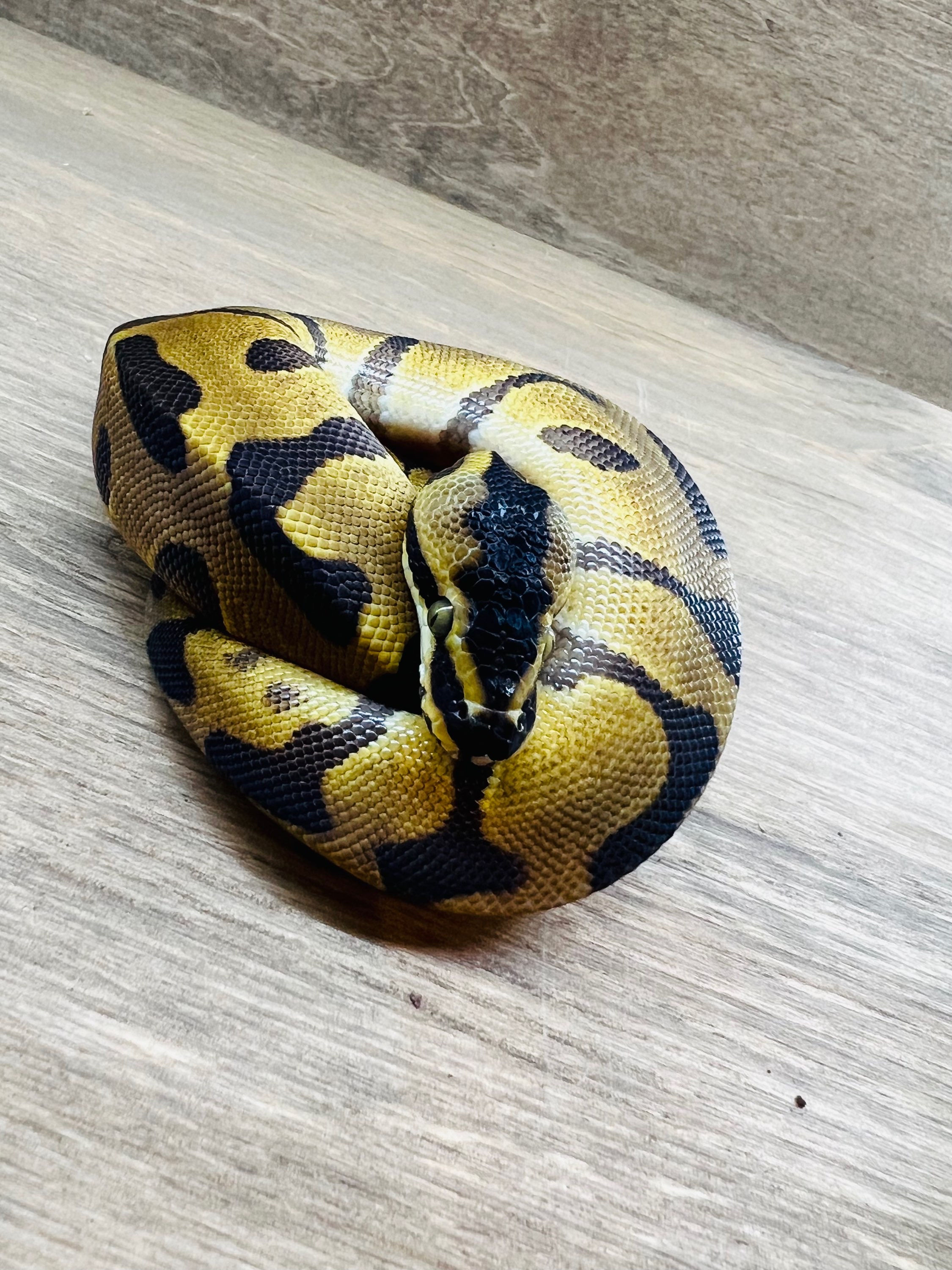 スーパーエンチレオパード♀