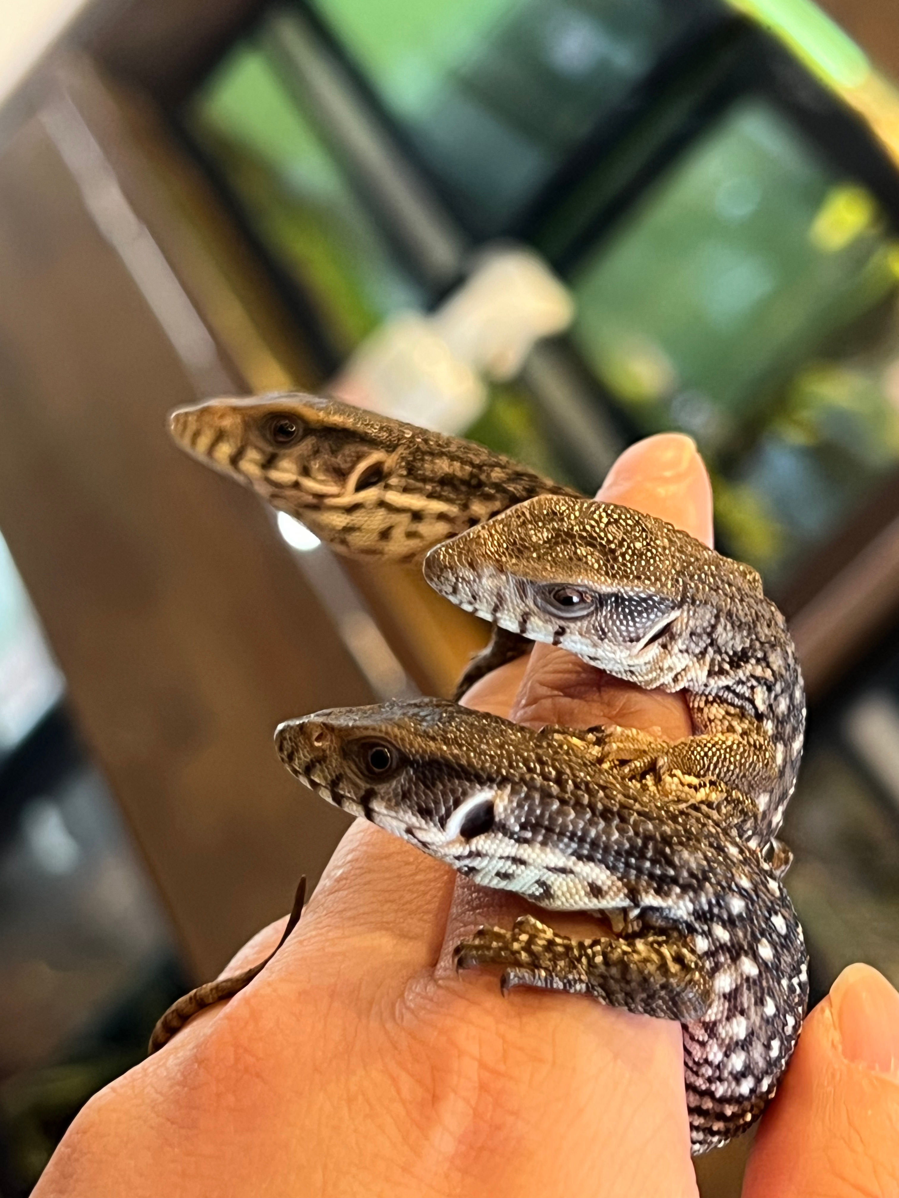 サバンナモニターベビー