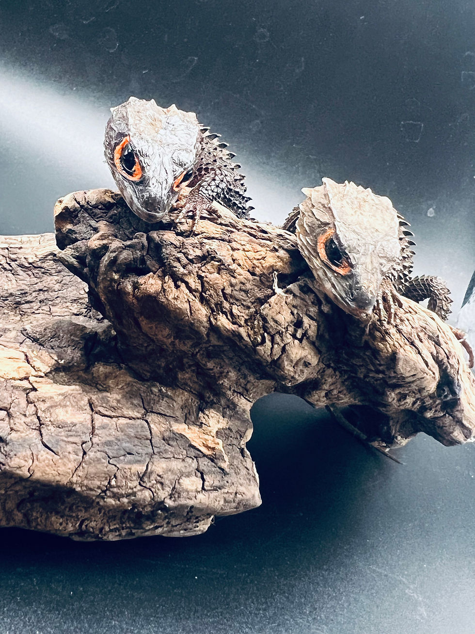 サムネイル： アカメカブトトカゲ♀