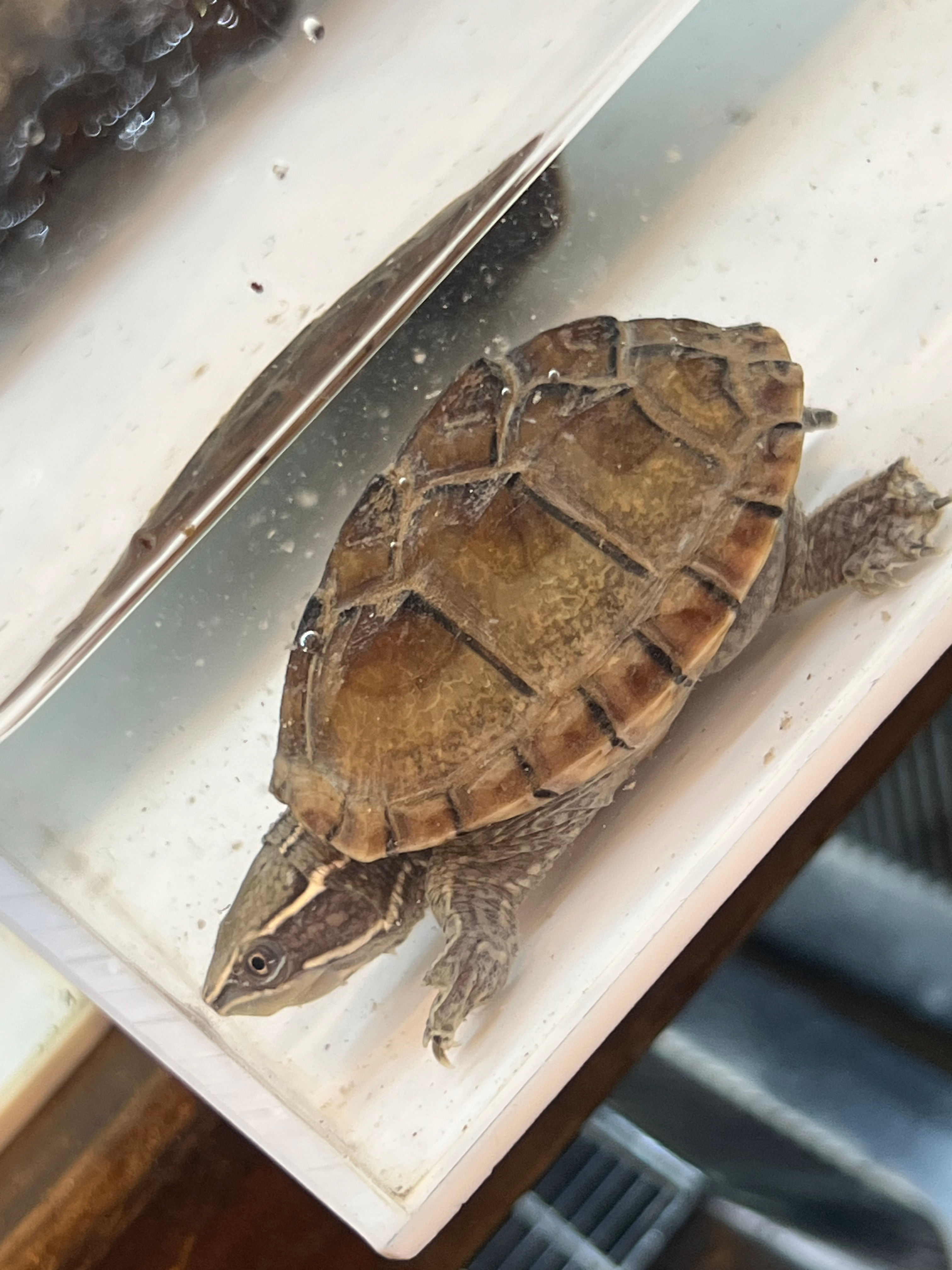 ミシシッピーニオイガメ