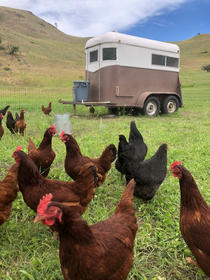 chickens and tracto.jpeg