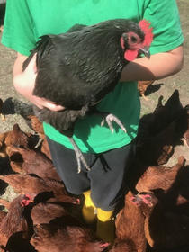 cluckles.jpeg