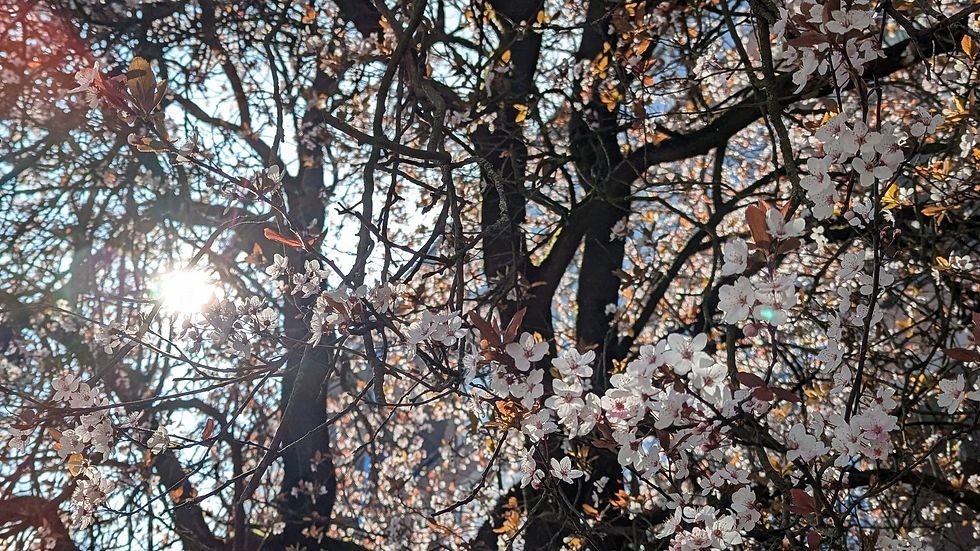 Sunlight streaming through tree branches adorned with pink cherry blossoms, or sakura hana tree, creating a serene and warm atmosphere against a blue sky.