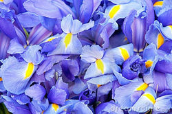 blue-iris-background-19168548