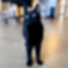 cat-3_d15c0254-8ccd-4beb-bc3e-1c988bcc5d51-removebg-preview.png