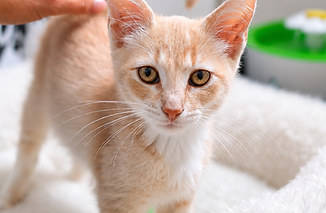Adopt Butter | Woody Cat Rescue