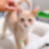cat-3_d15c0254-8ccd-4beb-bc3e-1c988bcc5d51-removebg-preview.png