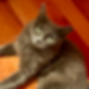 cat-3_d15c0254-8ccd-4beb-bc3e-1c988bcc5d51-removebg-preview.png