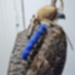 Wing case_1