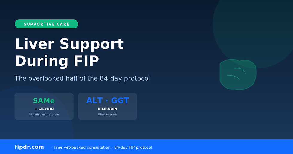 Liver Support During FIP Treatment: Why It Matters and What to Use