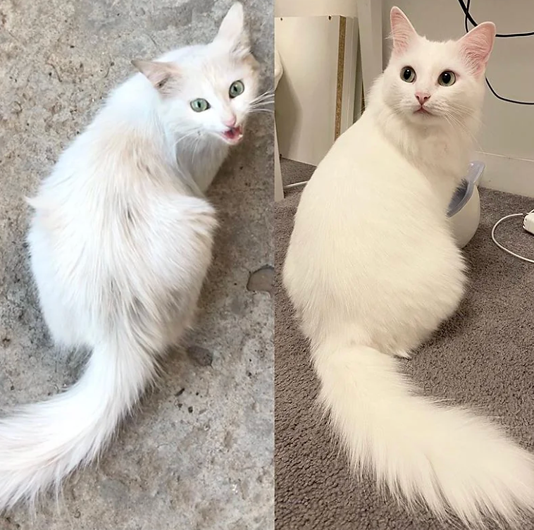 Cat owner testimonial from Germany about clear FIP treatment guidance, GS-441524 support, and fast communication from FipDr.