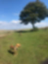 IMG_0956.jpeg