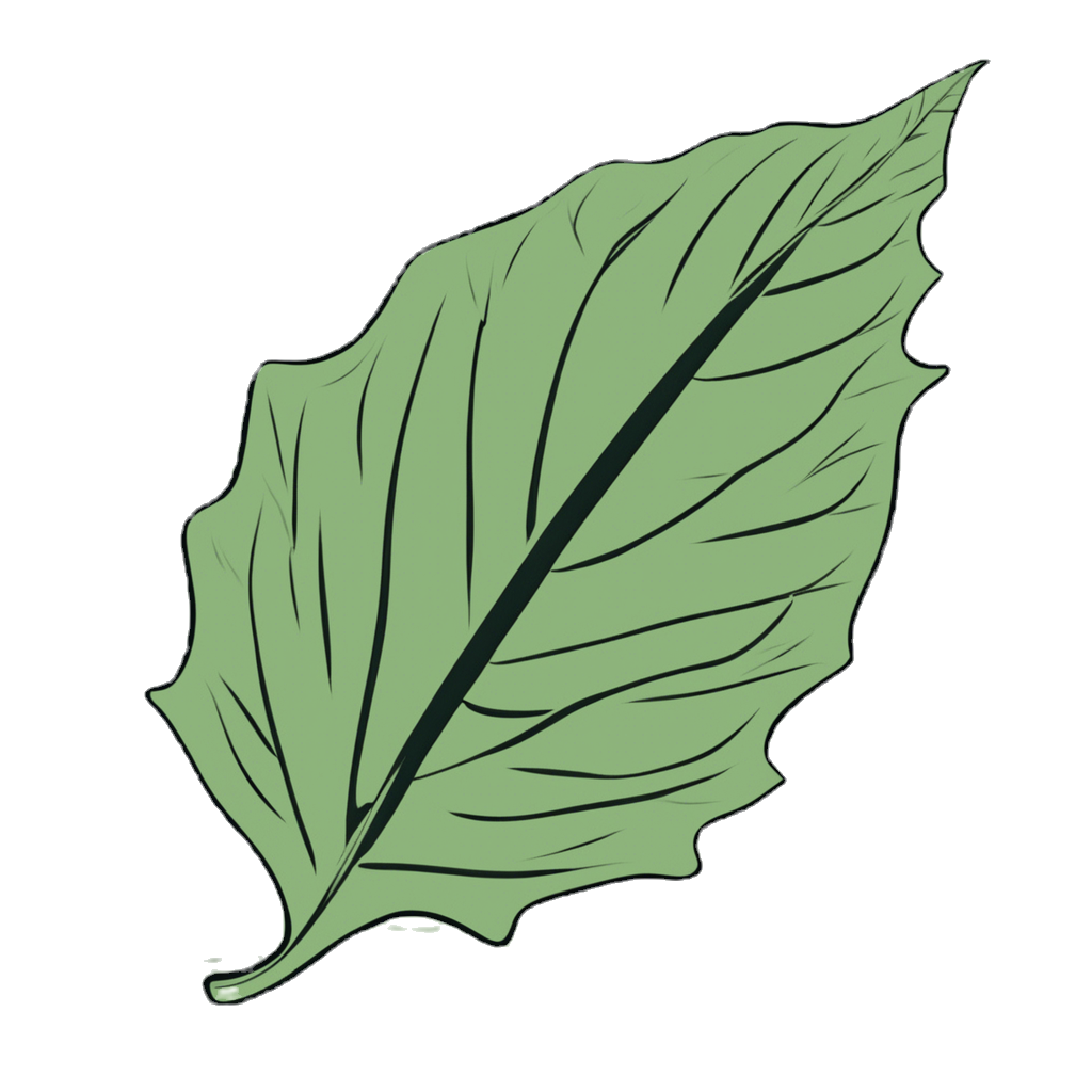 basic shape of a leaf