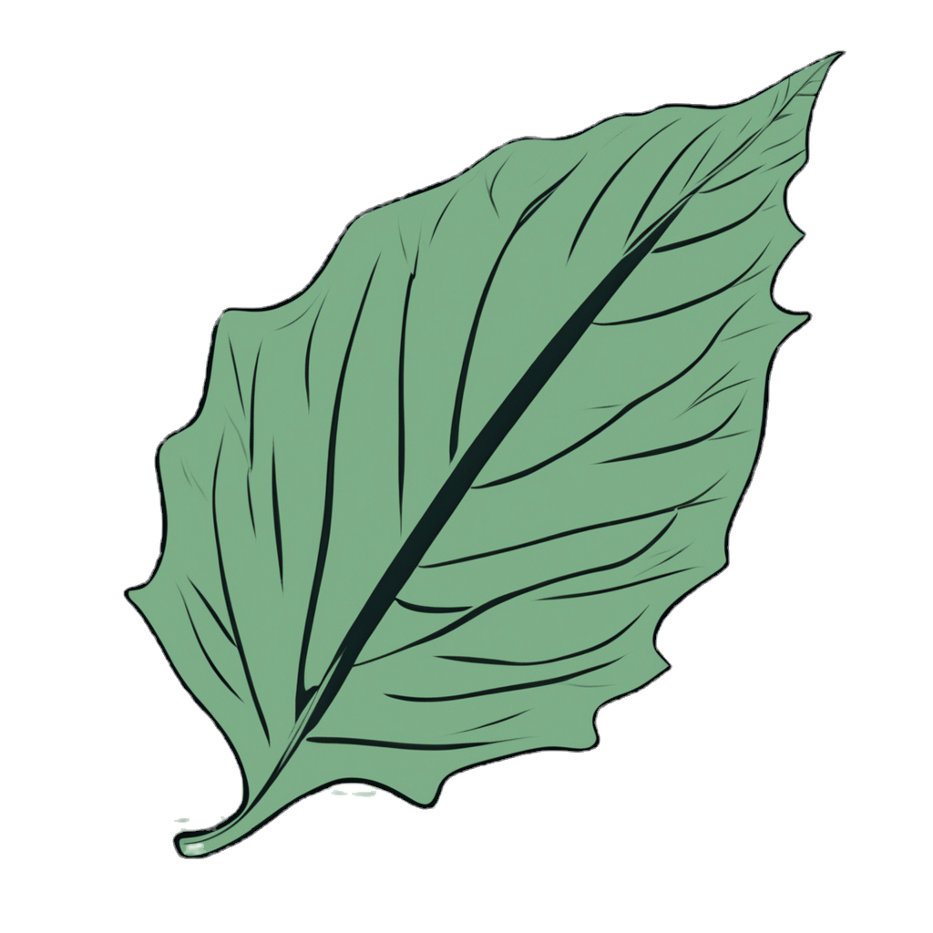 basic shape of a leaf_edited.png