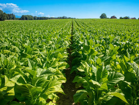 GERÇEK BİTLİS TÜTÜNÜ