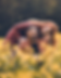 Familie Turda zu dritt im Feld