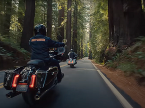 Duas Harley-Davidson em uma estrada cercada por árvores