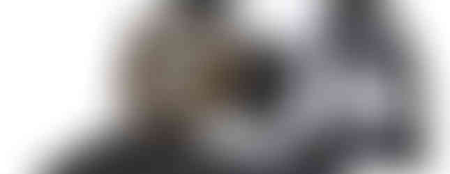 Coleção Triumph DGR 2026