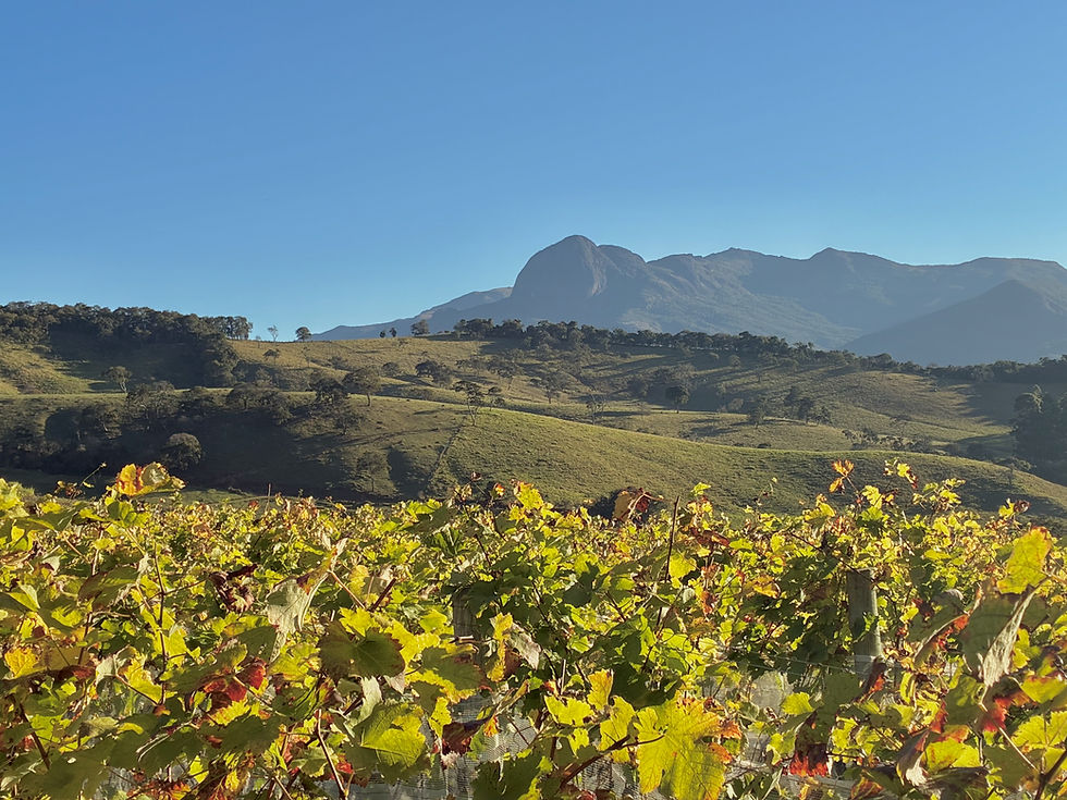 vista do vinhedo com o Pico do Papagaio ao fundo