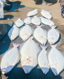 IMG_1102.jpeg
