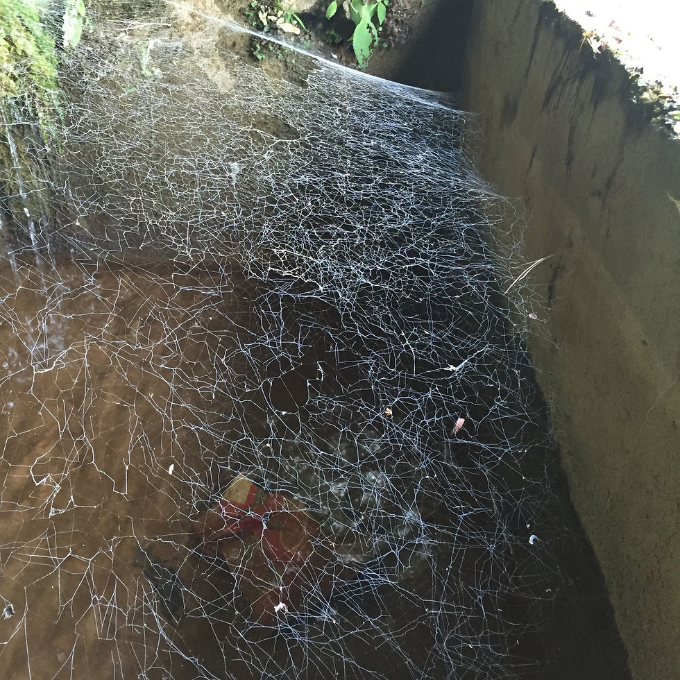 Spider web in the water tank