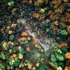 Aerial Forest Shot
