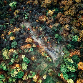 Aerial Forest Shot