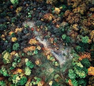Aerial Forest Shot