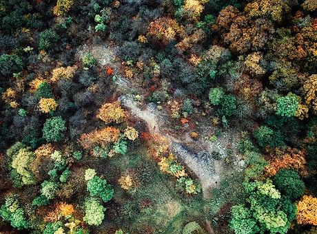 Aerial Forest Shot