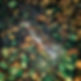 Aerial Forest Shot