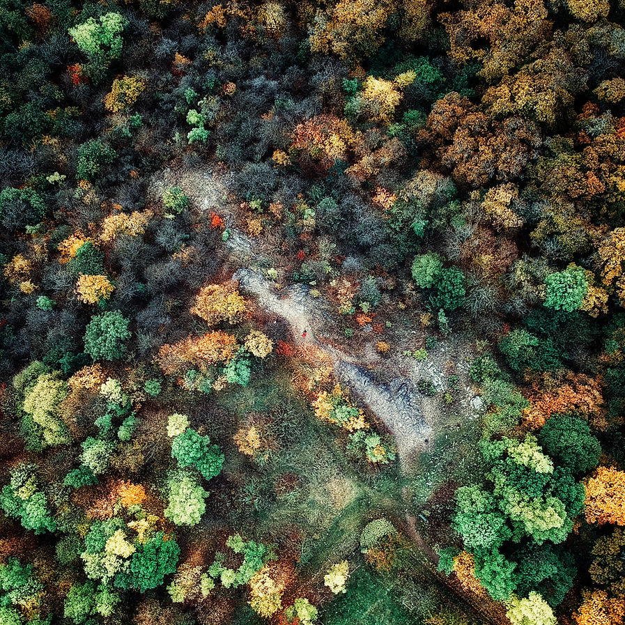 Aerial Forest Shot