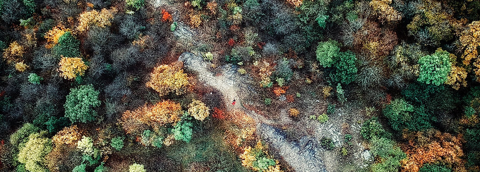 Luftaufnahme Wald
