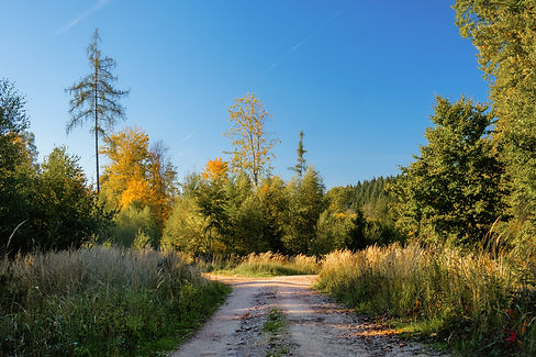 music4life-forest-path-7555436.jpg
