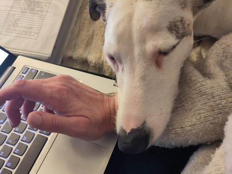 Bianca Hilty bereitet eine Tierkommunikation mit elektronischem Notizbuch und Tierfoto in ruhiger Atmosphäre vor.