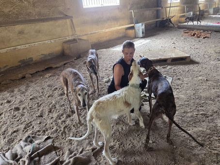 Bianca Hilty begegnet einem Hund aufmerksam und ruhig, um sein Verhalten besser zu verstehen.