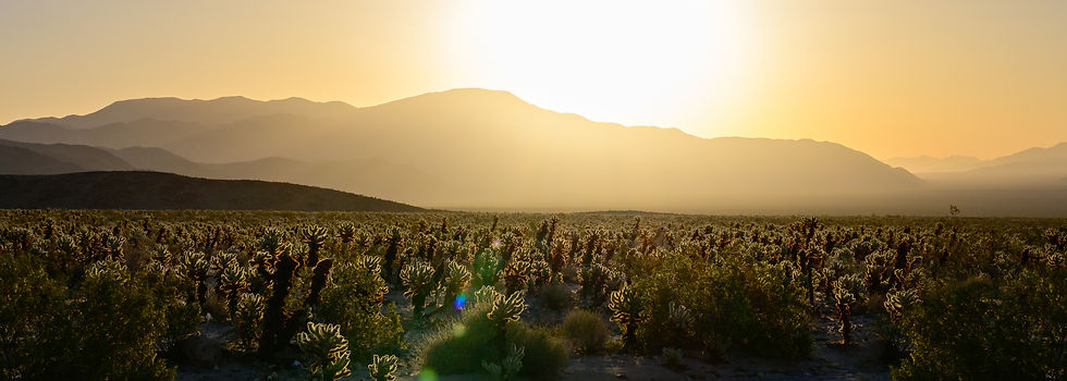 Thumbnail: Cholla Gold