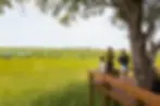 A family enjoys a breathtaking view of the Okavango Delta during their tented safari adventure, surrounded by lush greenery and serene waters.