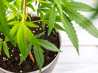 Interesting Facts about CBD