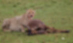 Cheetah Kill In Botswana