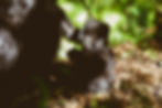 Baby Gorilla Uganda