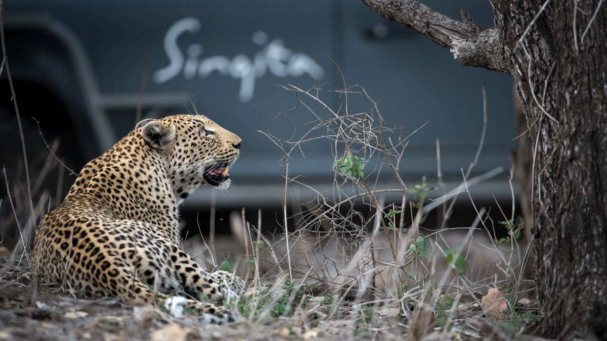 Leopards at Kruger National Park