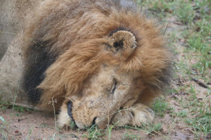 The Return of the Othawa Pride: Lion Cubs in Sabi Sands