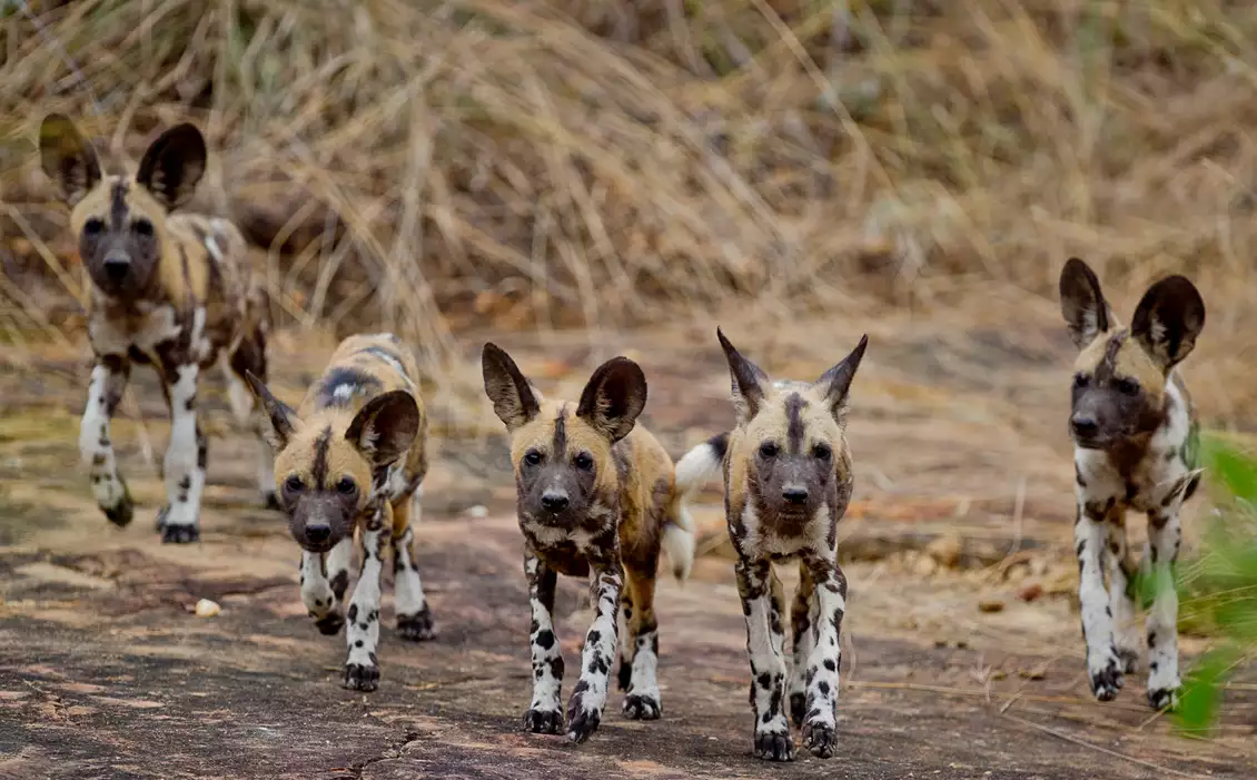 Wild dogs in Tanzania