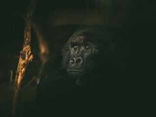 Gorilla Trekking in Uganda & Rwanda