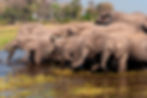 Herd of Elephants Drinking in the Okavango Delta