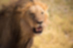 Male Lion in Nxai pan Botswana
