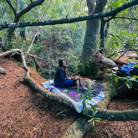 A Locals Guide to Newlands Forest