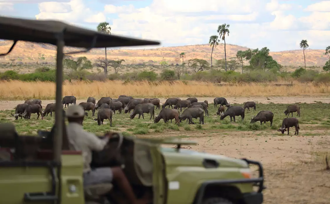 Jabali Ridge, Ruaha National Park Migration