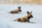Wild dogs in Chobe